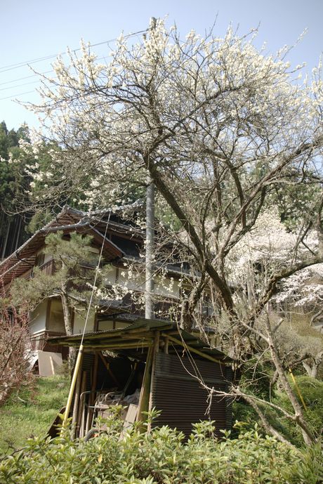 民家の　古い吉野の桜　???